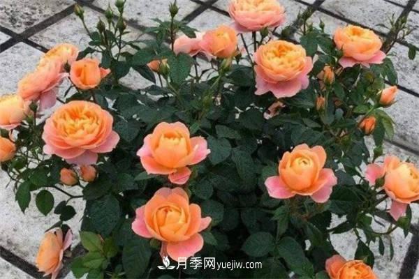 果汁陽(yáng)臺(tái)月季一年開(kāi)幾次花 如何促進(jìn)開(kāi)花(圖2)