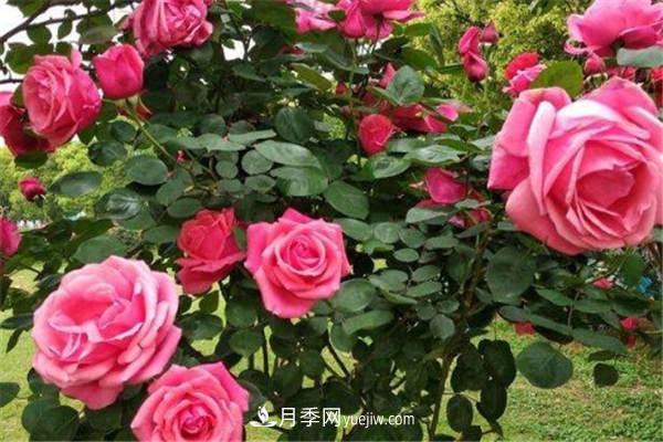 棒棒糖月季壽命長嗎 如何養(yǎng)護(hù)(圖1)