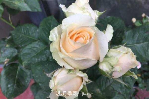 蜜桃雪山月季優(yōu)缺點有哪些？新手可以養(yǎng)嗎？(圖2)