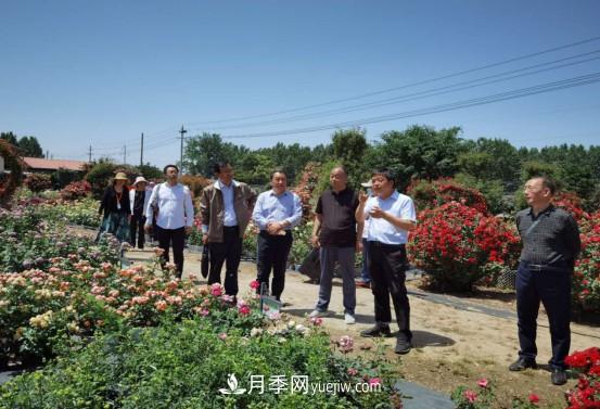 河南省四優(yōu)四化項(xiàng)目 助推南陽(yáng)月季、梔子產(chǎn)業(yè)發(fā)展(圖2)