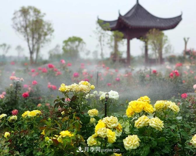 蓬勃發(fā)展的南陽(yáng)月季產(chǎn)業(yè)(圖1)