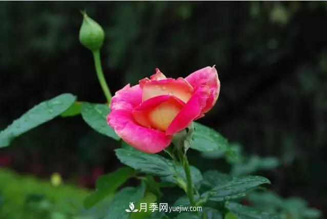 藤月如何選？這些經(jīng)典品種隨便種一棵，都能美爆你的花園(圖2)