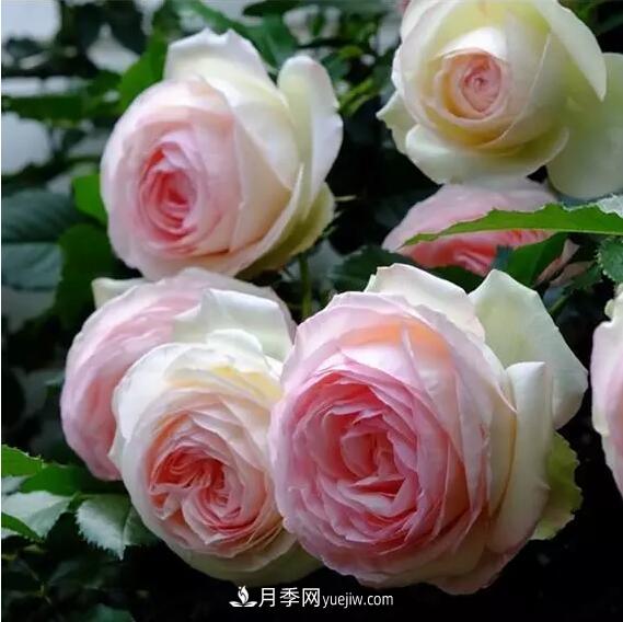 藤月如何選？這些經(jīng)典品種隨便種一棵，都能美爆你的花園(圖1)