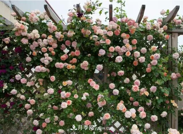 藤月如何選？這些經(jīng)典品種隨便種一棵，都能美爆你的花園(圖5)