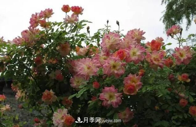 藤月如何選？這些經(jīng)典品種隨便種一棵，都能美爆你的花園(圖12)