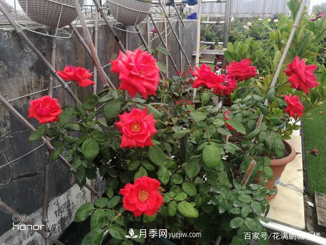 月季入門推薦級2個紅色大花月季品種(圖1)