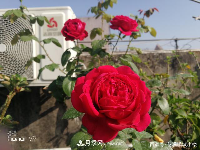 月季入門推薦級2個紅色大花月季品種(圖3)