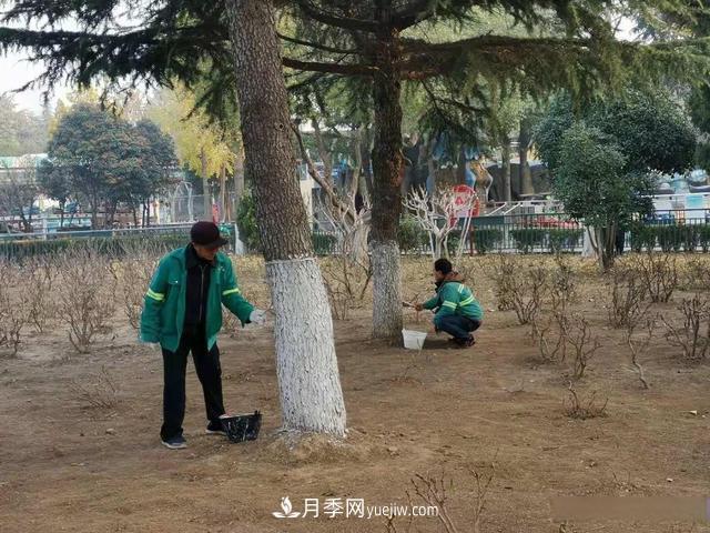 菏澤樹木涂白，讓苗木健康過冬(圖1)