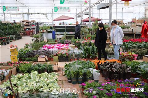 天寒花“艷” 泰安泰山區(qū)苗木花卉上市裝扮正當(dāng)時(圖2)