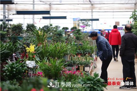 天寒花“艷” 泰安泰山區(qū)苗木花卉上市裝扮正當(dāng)時(圖4)