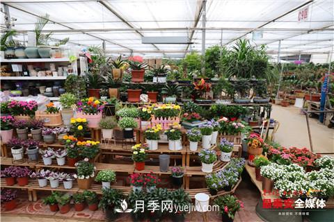 天寒花“艷” 泰安泰山區(qū)苗木花卉上市裝扮正當(dāng)時(圖3)