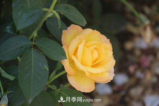 月季修剪，有舍才有得(圖1)
