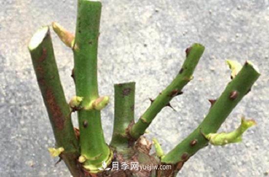 月季修剪，有舍才有得(圖3)