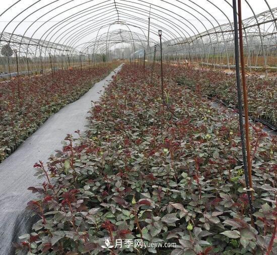 月季苗，南陽月季小苗用于全國各地的月季繁育基地(圖3)