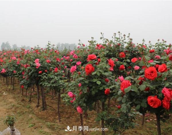 樹狀月季，南陽樹狀月季種植基地(圖1)