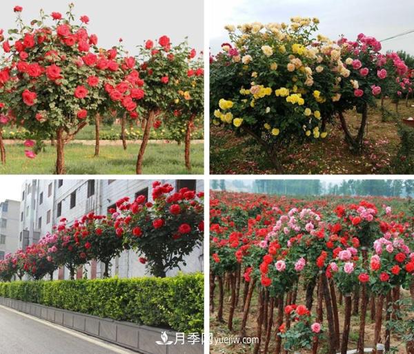 樹狀月季，南陽樹狀月季種植基地(圖2)
