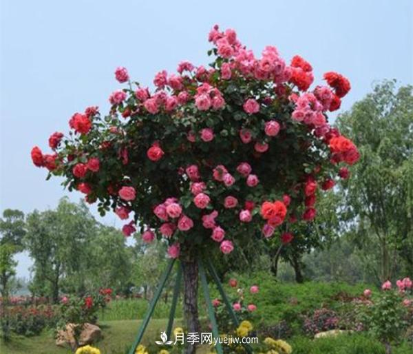 樹狀月季，南陽樹狀月季種植基地(圖3)