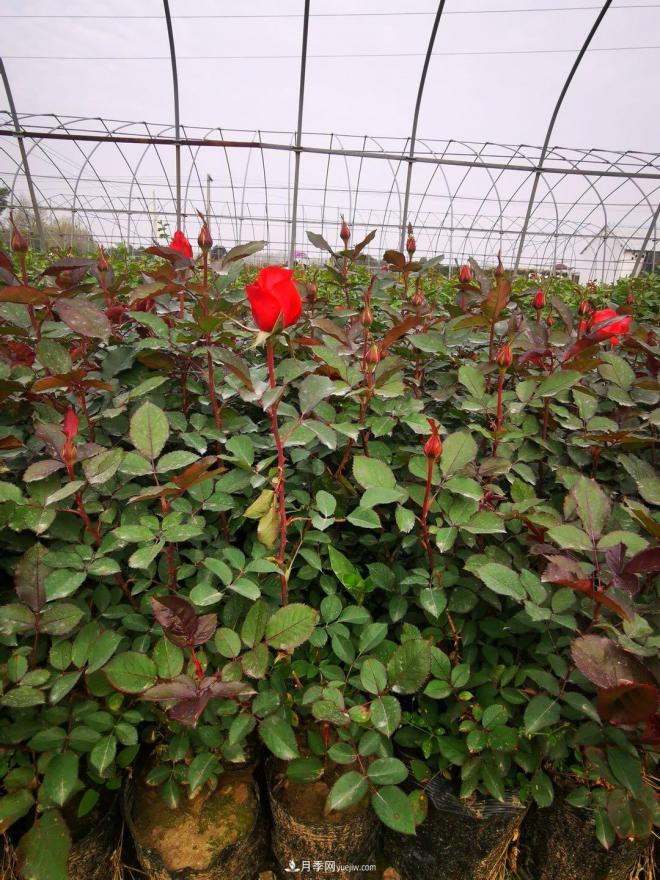 盆栽月季、月季花球、棒棒糖月季樹發(fā)往花卉市場(圖1)