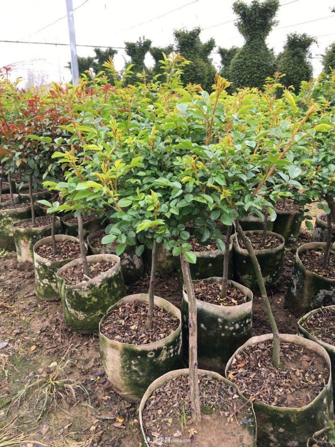 盆栽月季、月季花球、棒棒糖月季樹發(fā)往花卉市場(圖3)