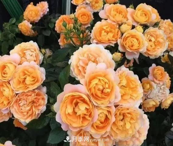 什么微月品種制作棒棒糖月季樹(shù)好(圖1)