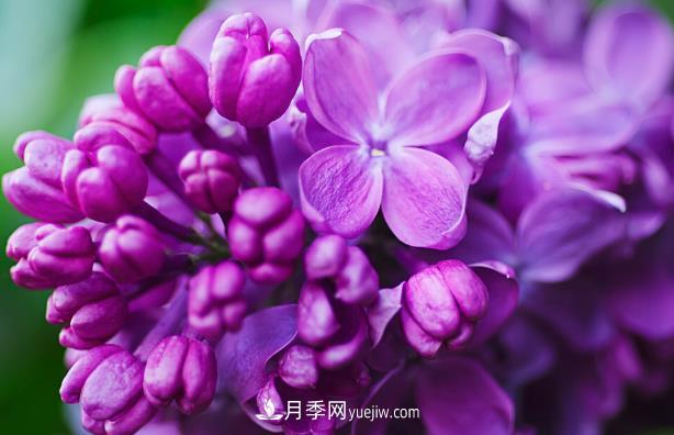 “世界丁香花園”桑給巴爾出口量增10倍，價格呢(圖1)