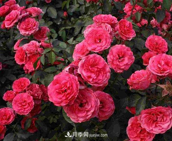 怎樣防治樹狀月季白粉虱蟲害？(圖1)