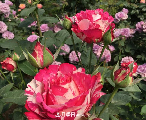 怎樣有效的防治樹(shù)狀月季蚜蟲(chóng)災(zāi)害？(圖1)