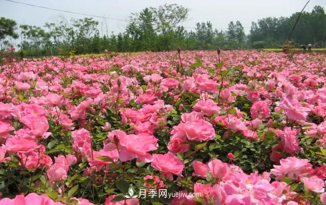 月季花是大家都知道的一種花卉的統(tǒng)稱，什么叫豐花月季？(圖1)