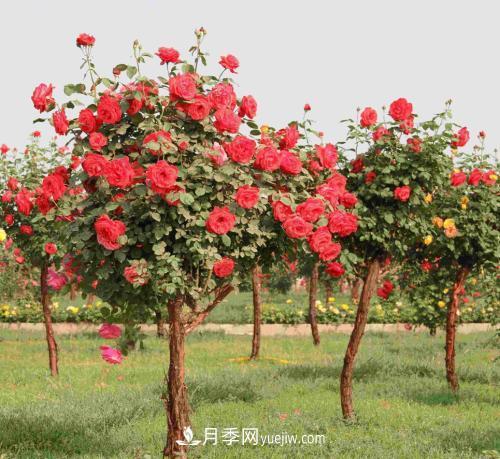 流膠病是月季生產(chǎn)中的常見病和多發(fā)病，它的癥狀是什么？(圖1)