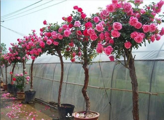 在冬天的時(shí)候種植的樹狀月季怕不怕冷？(圖1)
