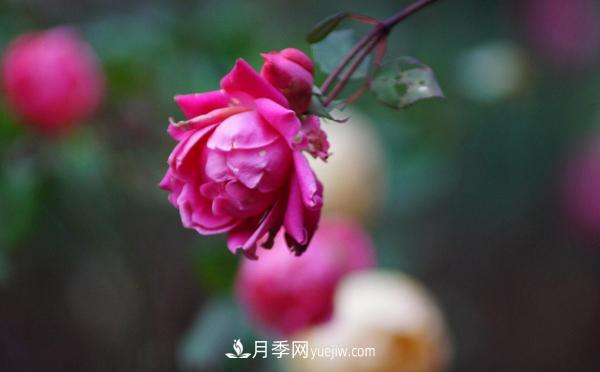 3公分月季總是深受人們的喜愛，原因是什么呢？(圖1)