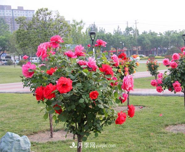 在培養(yǎng)樹狀月季的時(shí)候，對(duì)光照與溫度都有什么要求(圖1)