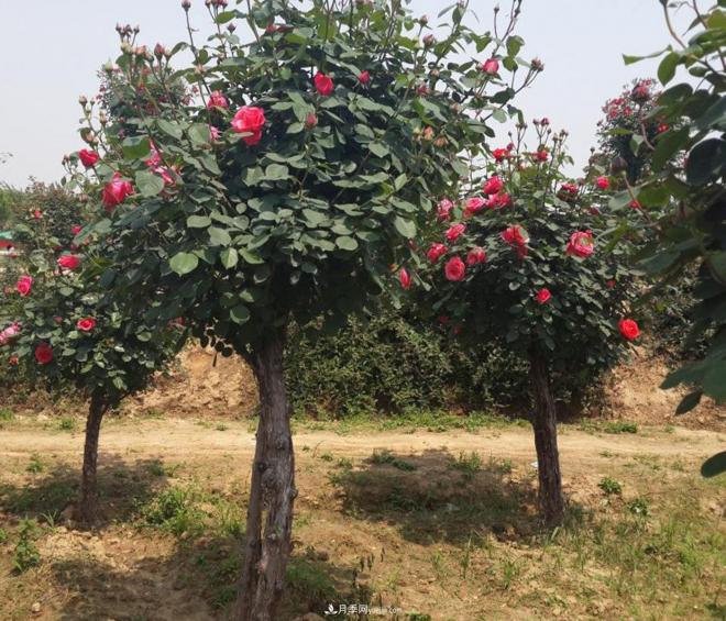 月季花為什么出現(xiàn)葉片、花瓣燒焦現(xiàn)象？(圖1)