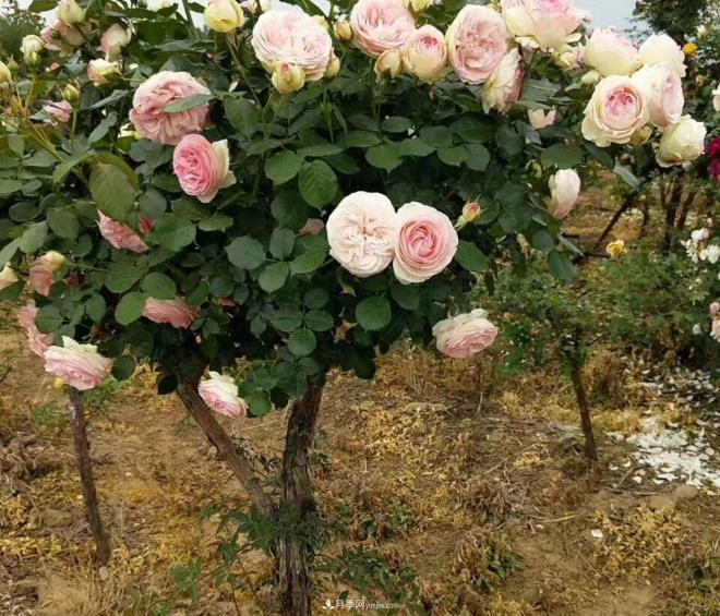為什么樹(shù)狀月季開(kāi)花會(huì)很少？(圖1)