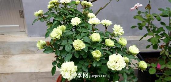 爬藤月季花，一要會(huì)“牽引”，二要會(huì)“修剪”，藤本月季牽引技巧(圖1)