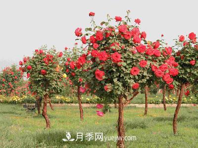 南陽月季園主要作盆栽觀賞、點綴草坪和布置花色圖案。(圖1)