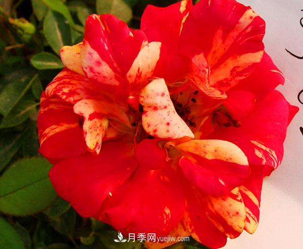 很多花店每逢節(jié)日必火的紅玫瑰，它的真身其實(shí)是月季花。(圖1)