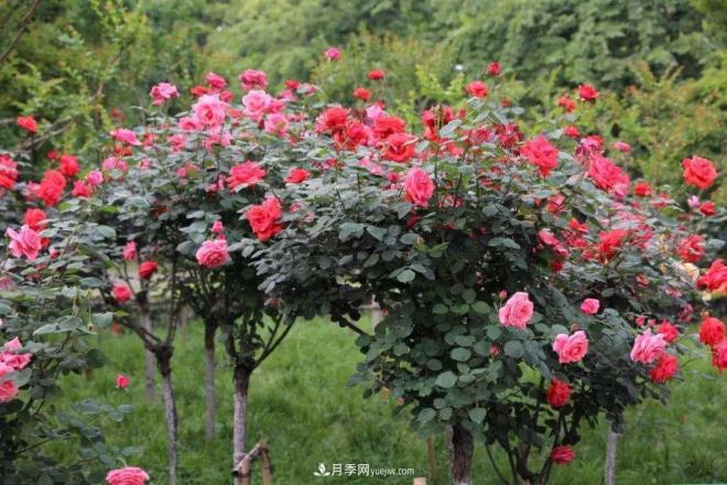 樹狀月季，又稱月季樹、玫瑰樹，樹月的砧木培育與接穗(圖1)