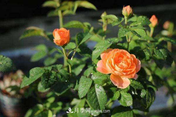 適合陽(yáng)臺(tái)養(yǎng)的月季品種有哪些？(圖1)