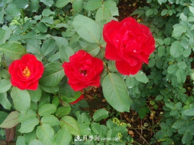 藤本月季在個性布置中很常見，它的移栽定植是什么？(圖1)