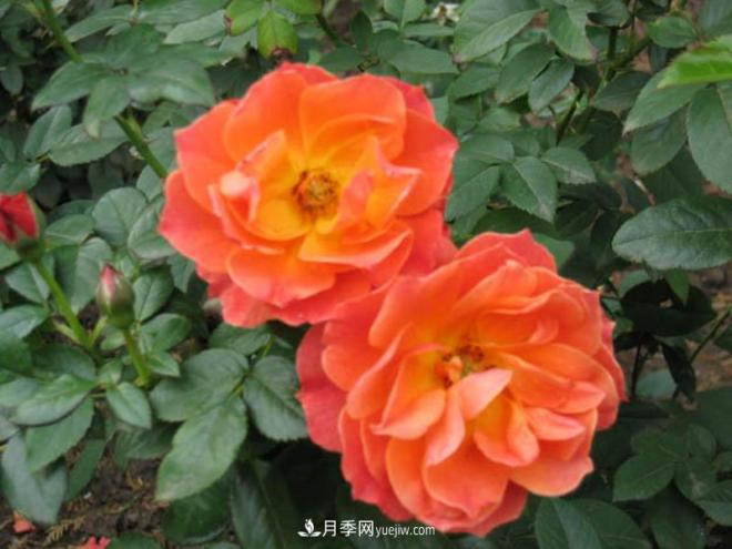 月季作為常見的花卉，它與家居風(fēng)水有關(guān)系嗎？(圖1)