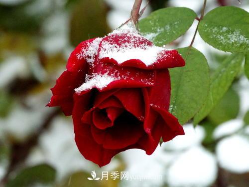 被雪中的月季花所震撼，傲然開放，芳香依舊(圖1)