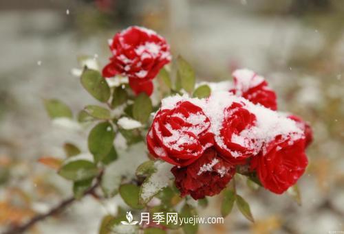 被雪中的月季花所震撼，傲然開放，芳香依舊(圖2)