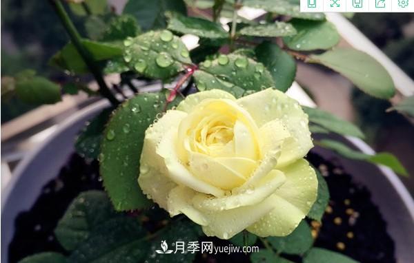 4個(gè)好養(yǎng)的月季品種，隨便一養(yǎng)就爆花，夏天耐熱不怕曬(圖1)