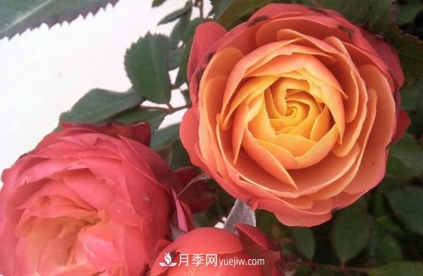 4個(gè)好養(yǎng)的月季品種，隨便一養(yǎng)就爆花，夏天耐熱不怕曬(圖2)