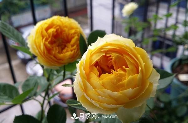 4個(gè)好養(yǎng)的月季品種，隨便一養(yǎng)就爆花，夏天耐熱不怕曬(圖4)