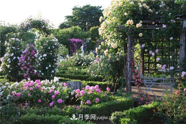 月季在花園中的應用場景，美圖欣賞(圖2)