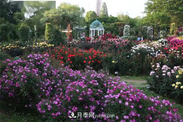 月季在花園中的應用場景，美圖欣賞(圖1)