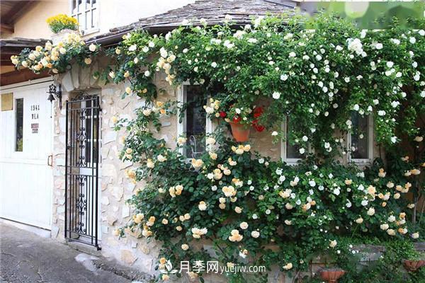 月季在花園中的應用場景，美圖欣賞(圖3)
