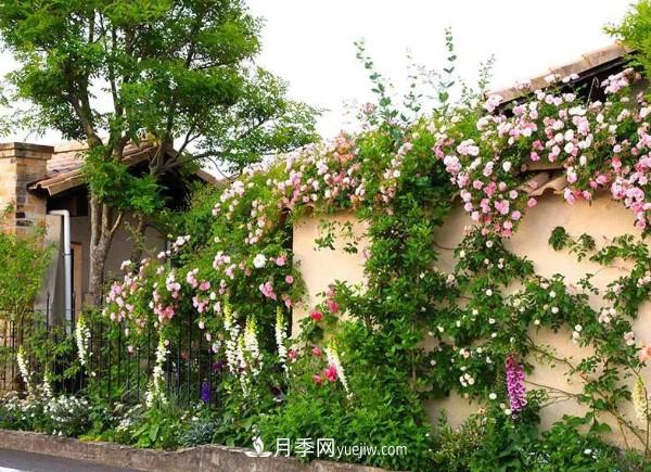 月季在花園中的應用場景，美圖欣賞(圖4)